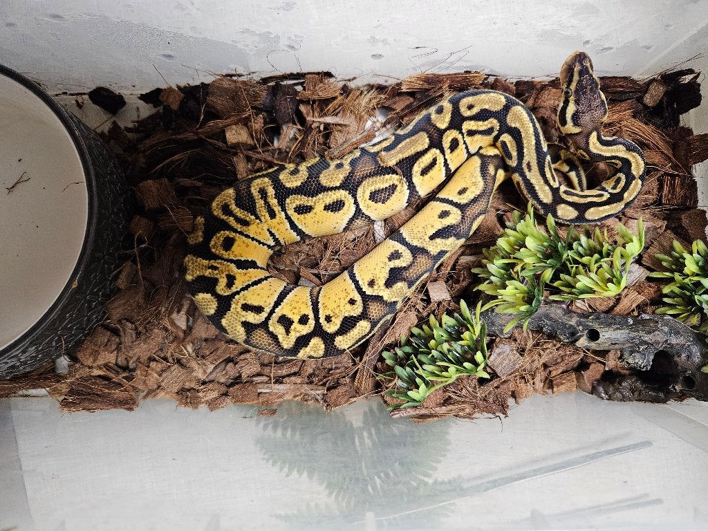 Python Regius Konings Python Morphs Ball Python photo 10