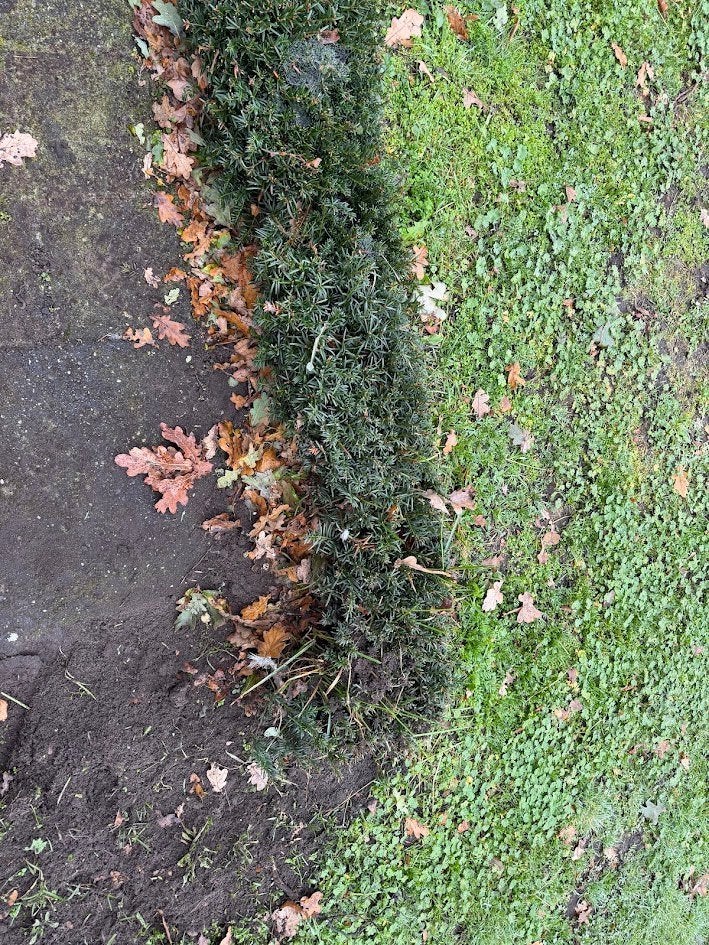 taxus plantjes struik bosje, Ophalen, Taxus, Haag, Minder dan 100 cm