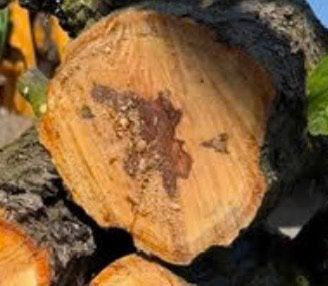 Gevraagd Stammen stamstukken fruitbomen, Minder dan 3 m³, Ophalen of Verzenden