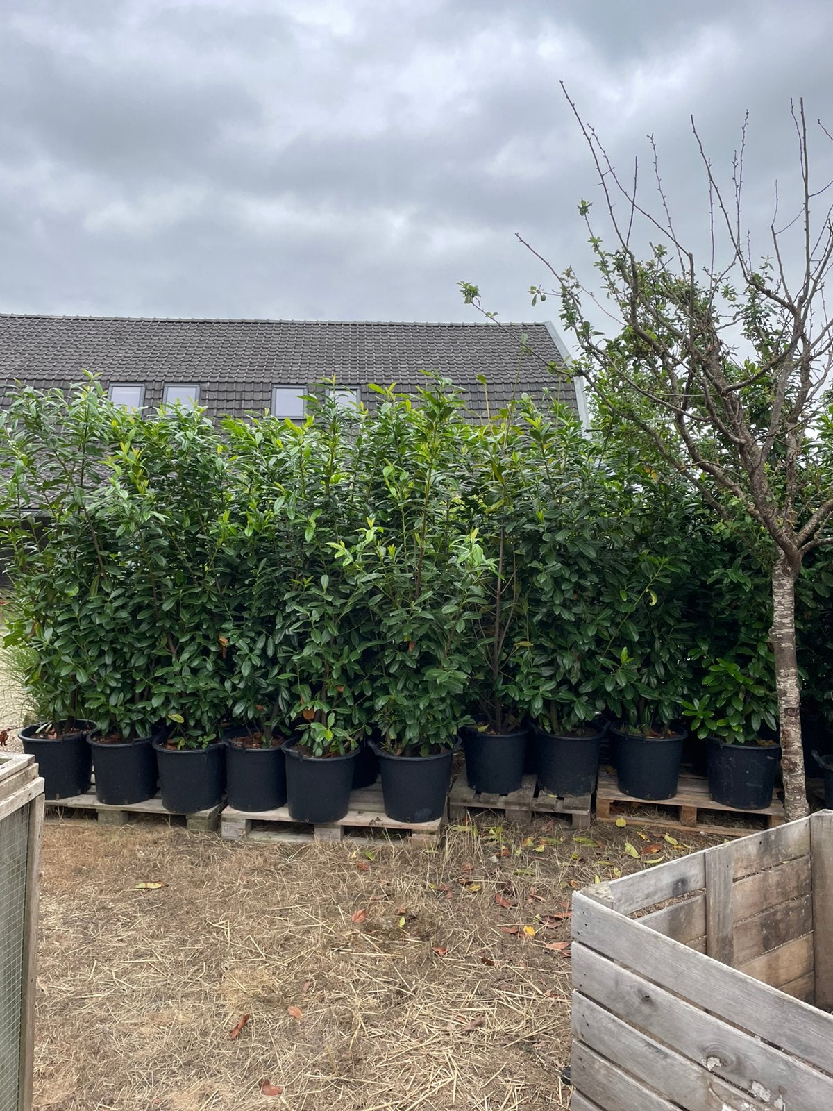 Mooie prunus Laurocerasus Novita te koop!, Ophalen, Laurier, Haag, 100 tot 250 cm