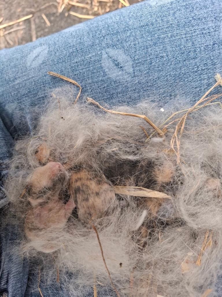 Mooie baby konijntjes, Geslacht onbekend, Klein, Hangoor, 0 tot 2 jaar