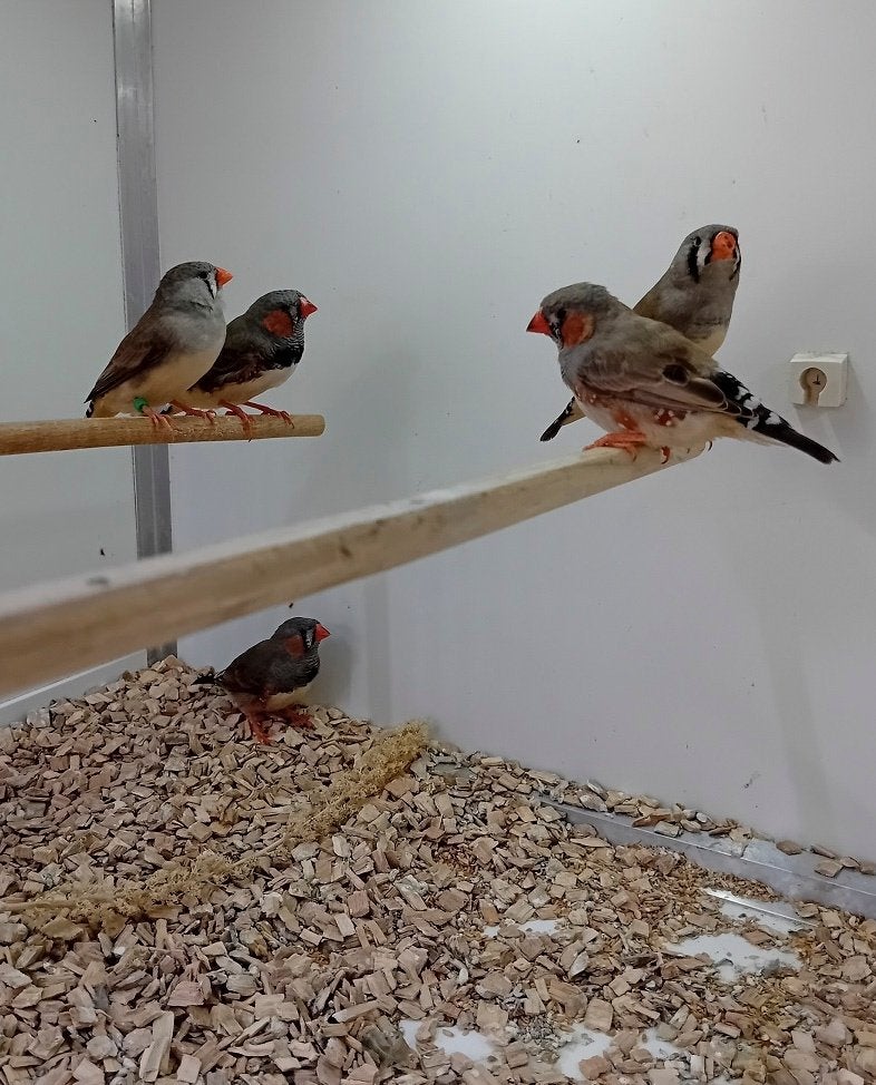 5 zebravinken, Dieren en Toebehoren, Vogels | Overige Vogels, Meerdere dieren, Tropenvogel