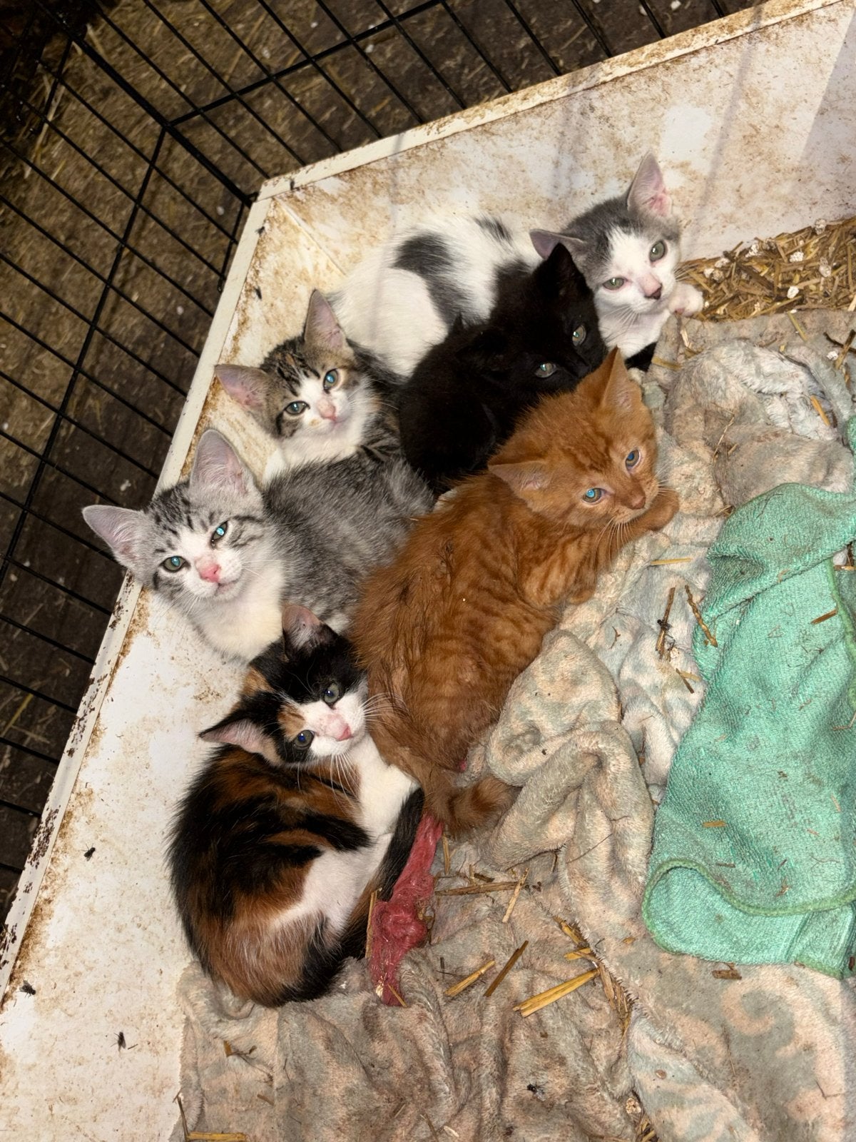 Boerderij kittens, Meerdere dieren, 0 tot 2 jaar