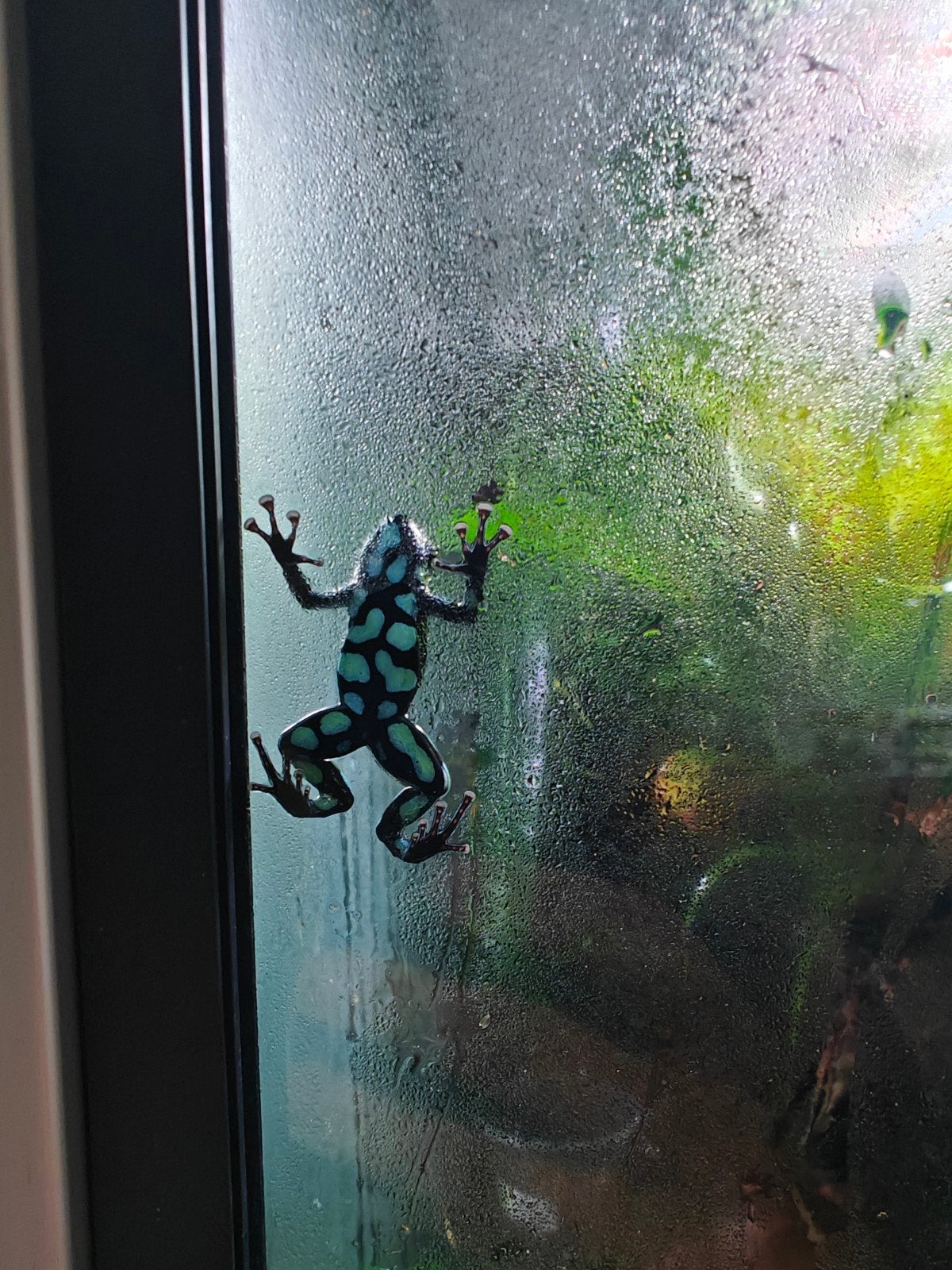 Dendrobates Auratus "Capurgana" Breeding Couple Frog photo 2