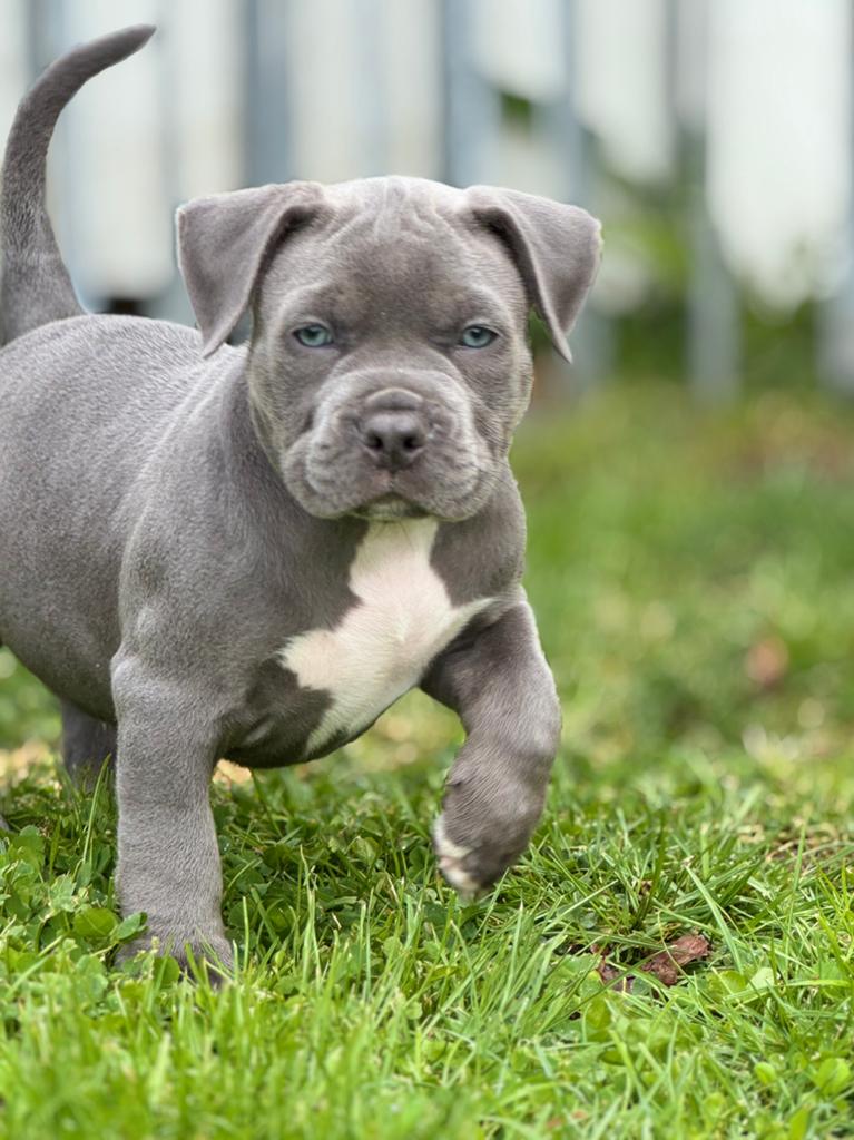 American Bully XL, Parvo, Overige rassen, 8 tot 15 weken, Meerdere