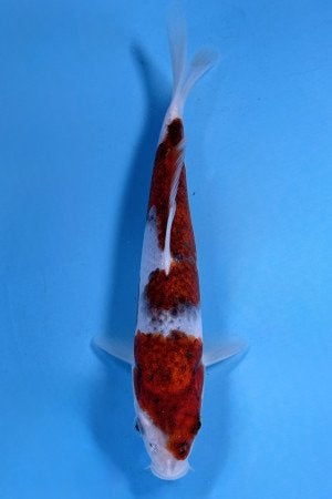 Goromo koi 19cm incl certificaat, Karper of Koi