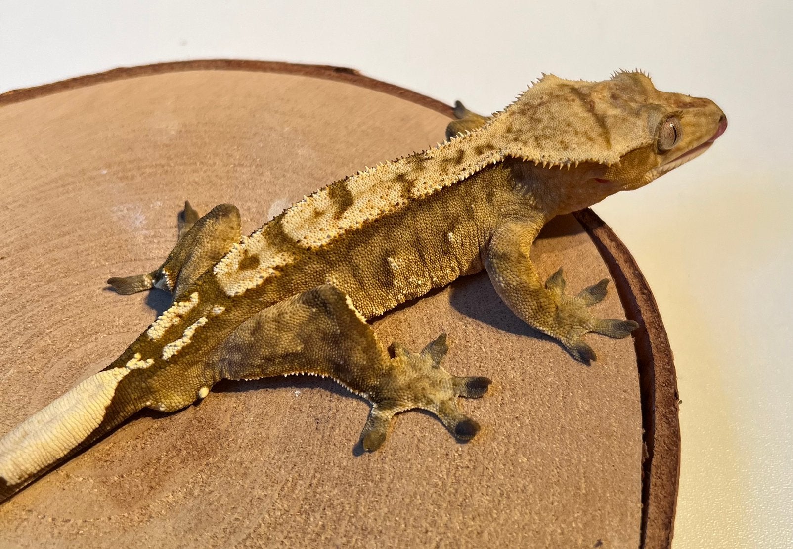 Wimpergekko harlequin man