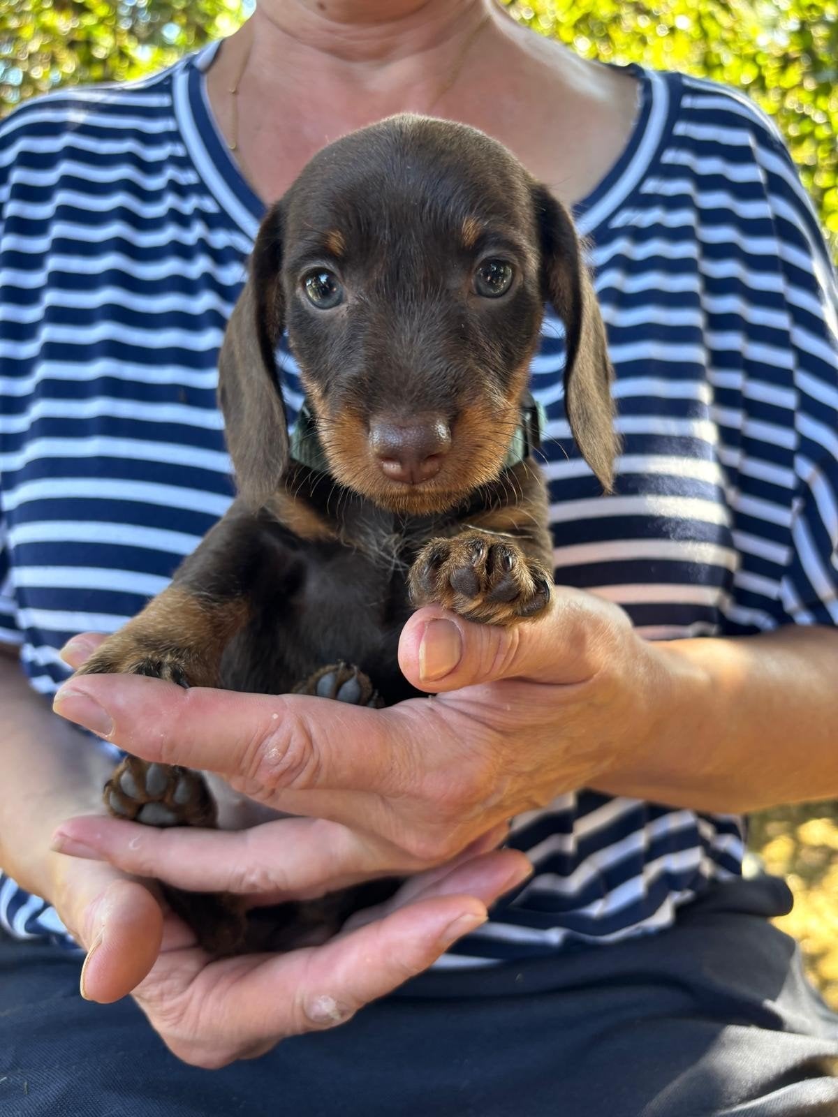 Gladharige teckelpups. 2 teefjes en 1 reutje., Dieren en Toebehoren, 8 tot 15 weken, Korthaar, Dwerg, Meerdere