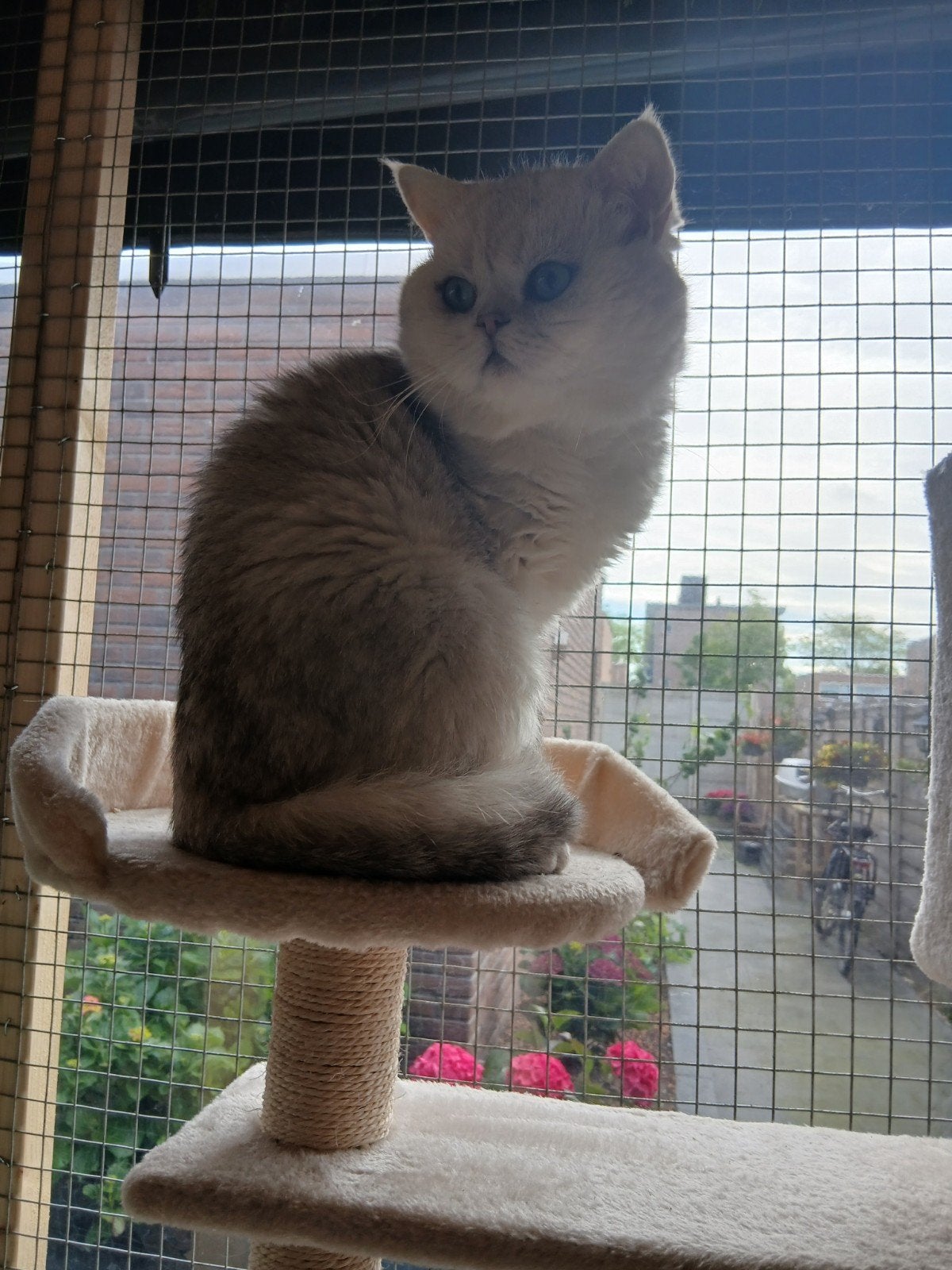 Kater BKH.met stamboom, Dieren en Toebehoren, Katten en Kittens | Dekkaters