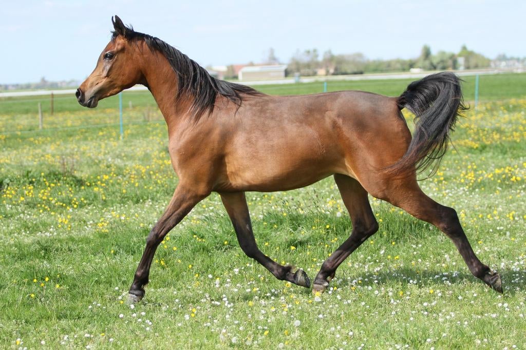 Arabische volbloed, Dieren en Toebehoren, Merrie