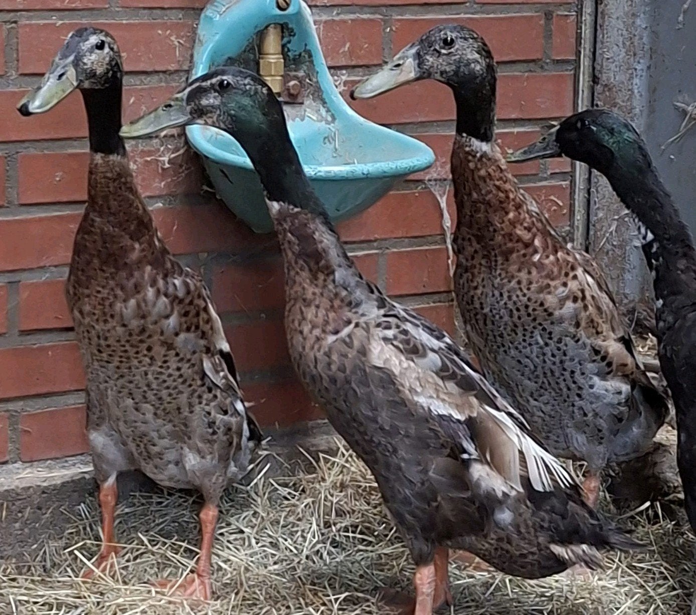 Indische Loopeend Woerden, Mannelijk, Eend