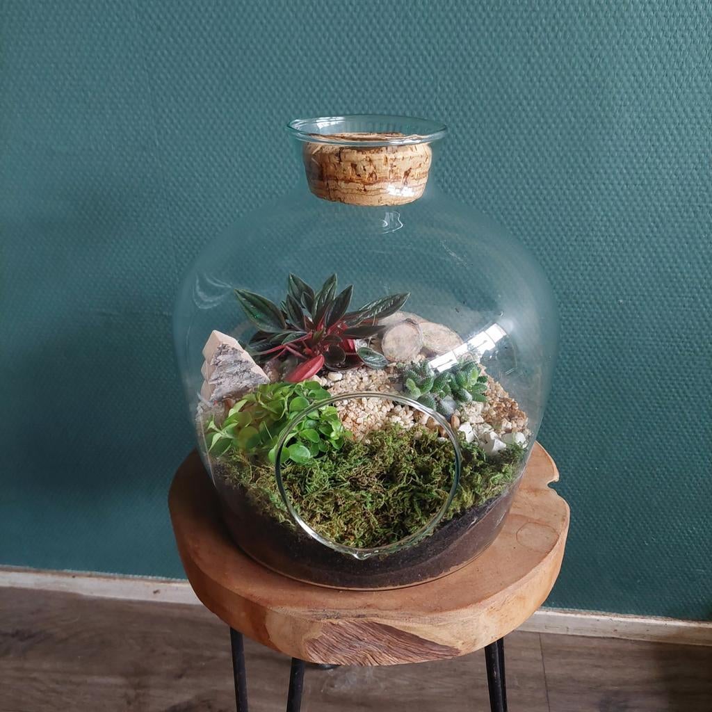 Vaas met plantjes, Ophalen, Halfschaduw