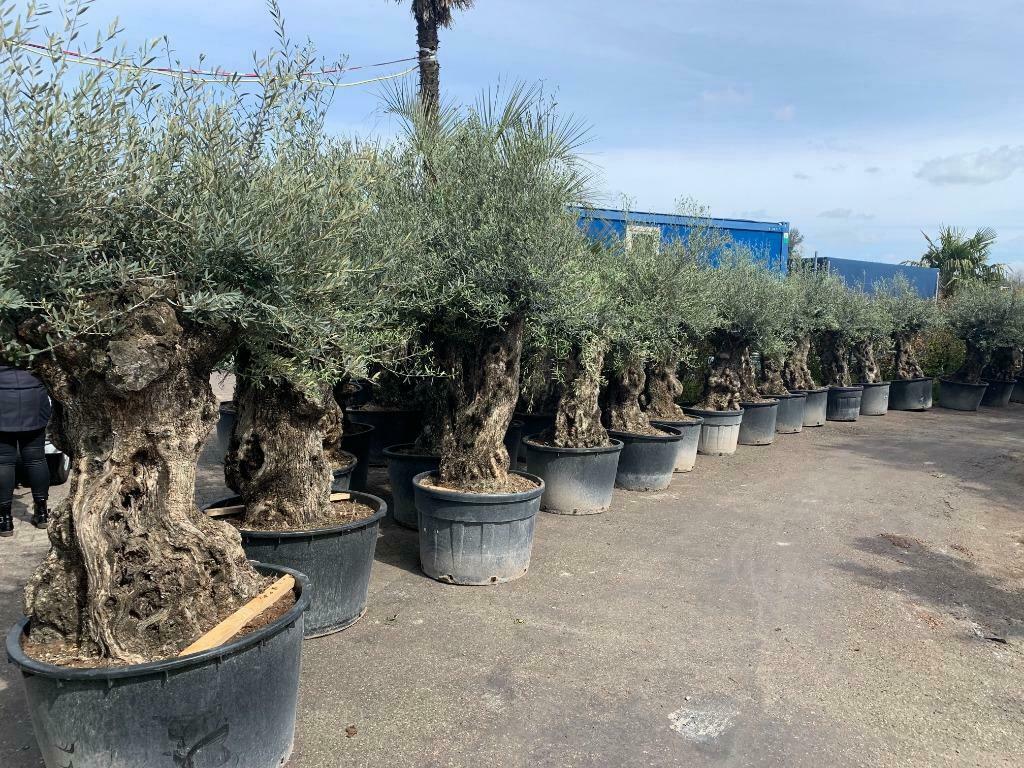 Olijfboom 100/120 stamomtrek mini bonsai met grillige stam, Ophalen of Verzenden, Lente, 100 tot 250 cm, Olijfboom