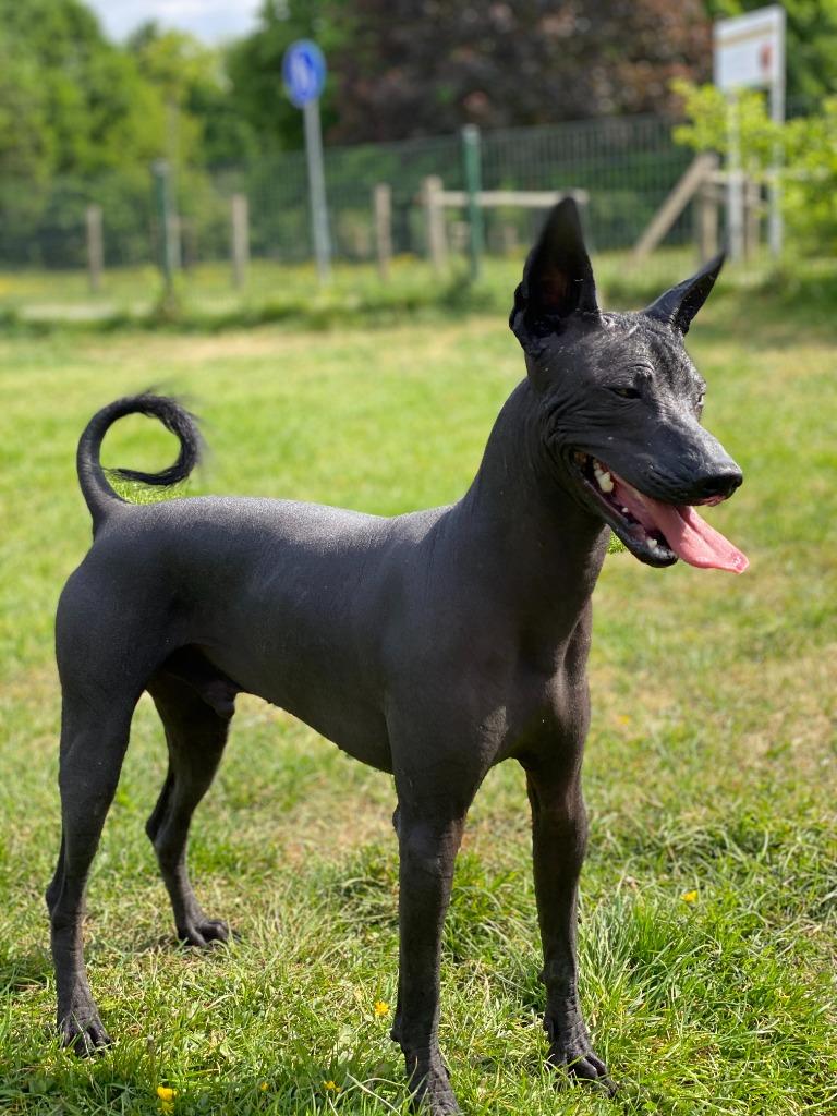 Dekreu: Mexicaanse Naakthond, Dieren en Toebehoren, Honden | Dekreuen, Parvo, Reu, Eén hond, 3 tot 5 jaar