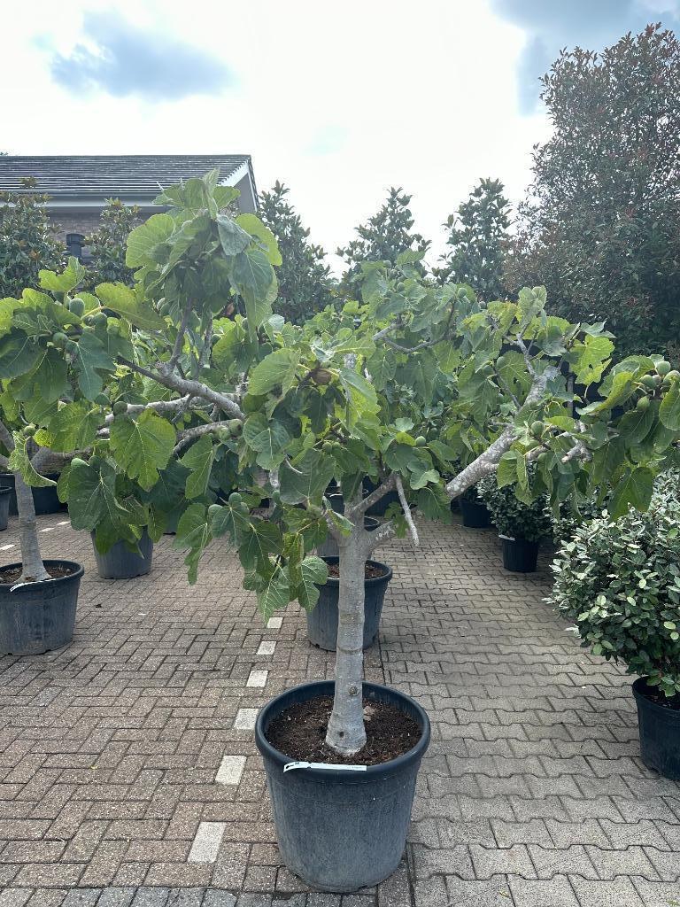 Ficus carica - Vijgenboom met 25/30 cm stamomtrek te koop, 100 tot 250 cm, Zomer, Volle zon, In pot