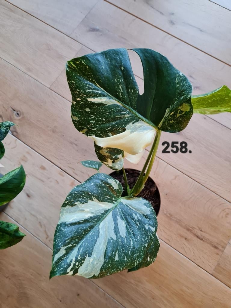 Veel soorten kamerplanten, Ophalen of Verzenden, Overige soorten, Minder dan 100 cm