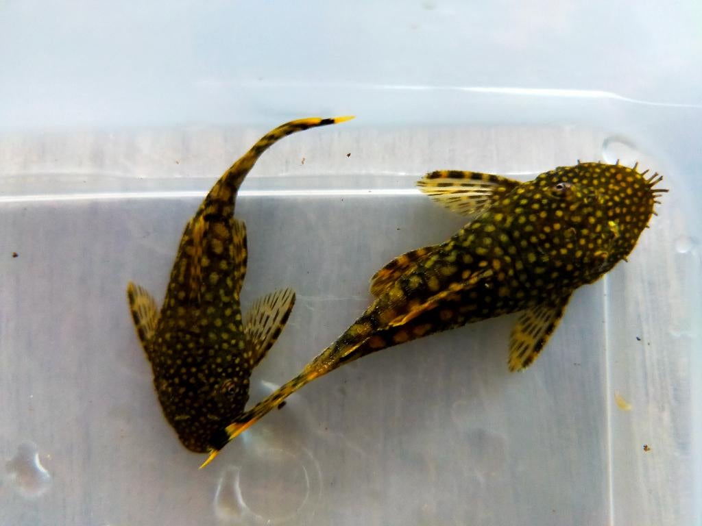 Ancistrus dolichopterus 4cm, Vis, Zoetwatervis