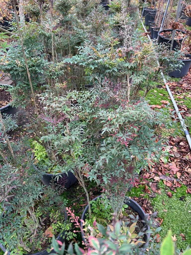 Bijzondere Nandina (Hemelse Bamboe) in 25L Pot, Tuin en Terras, Overige soorten, 100 tot 250 cm, Zomer, Ophalen