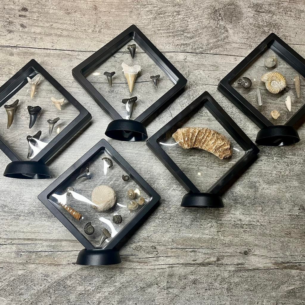 5x Fossielencollectie in zwevende display, Verzamelen, Mineralen en Fossielen, Ophalen of Verzenden, Fossiel