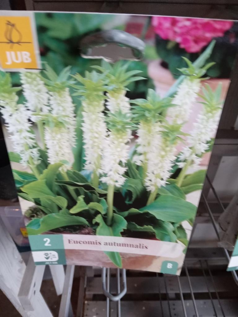 Euomis ananas plant, Ophalen of Verzenden, Volle zon