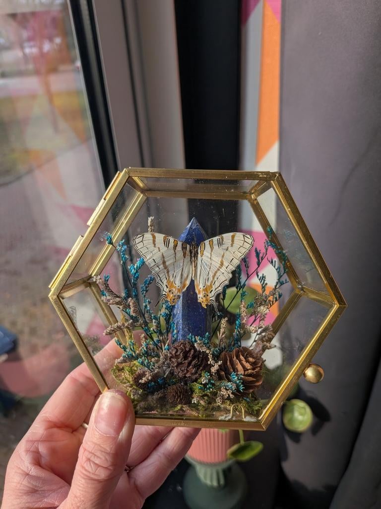 Opgezette vlinder in glazen kistje met lapis lazuli, Ophalen of Verzenden, Nieuw