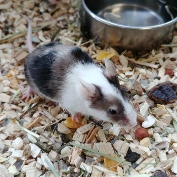 Muizen te koop, Dieren en Toebehoren, Knaagdieren, December, Meerdere dieren