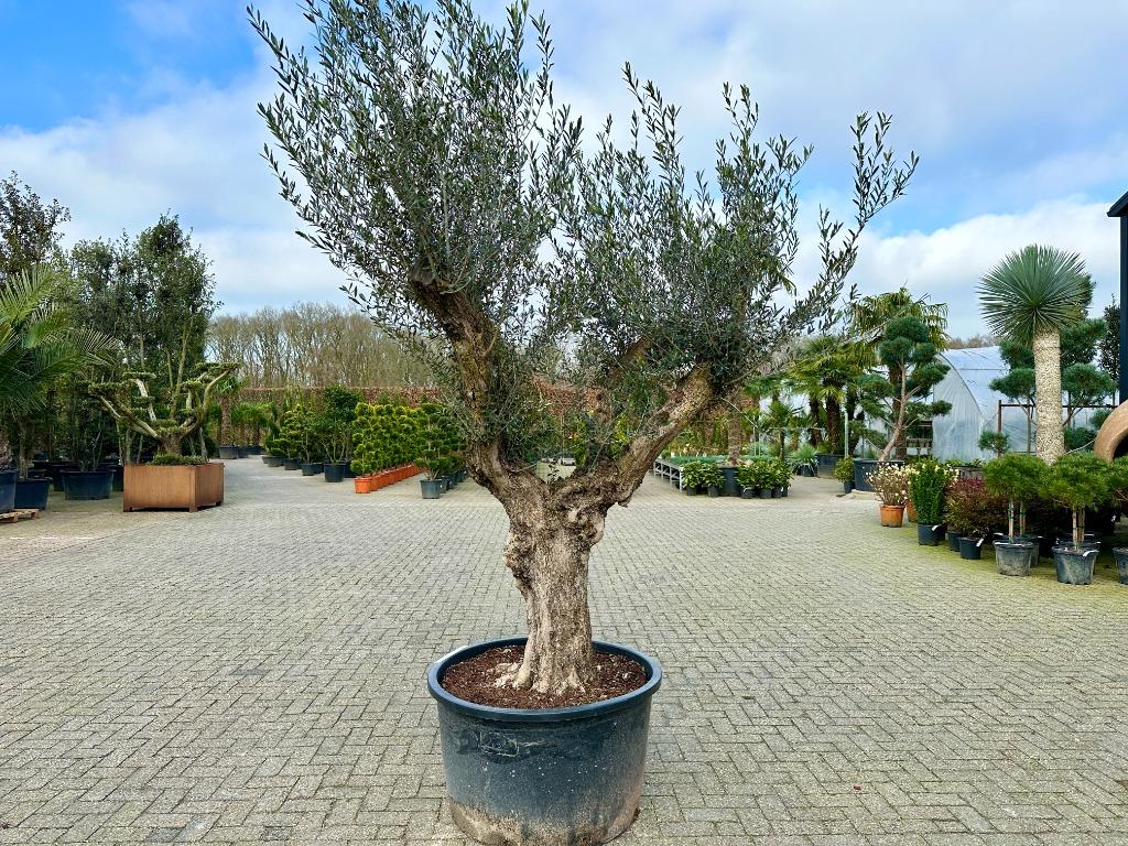 Olijfbomen - Olijfboom - Olea europaea 60/80 Verdial te koop, Tuin en Terras, Ophalen of Verzenden, 100 tot 250 cm, Olijfboom