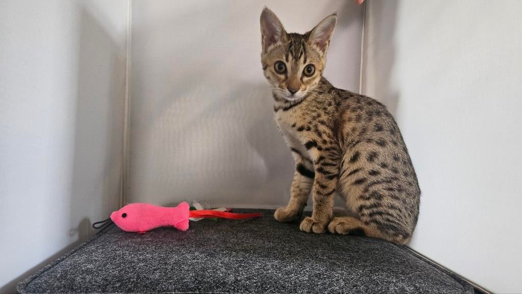 Savannah f5SBT kittens, Meerdere dieren, Met stamboom, 0 tot 2 jaar