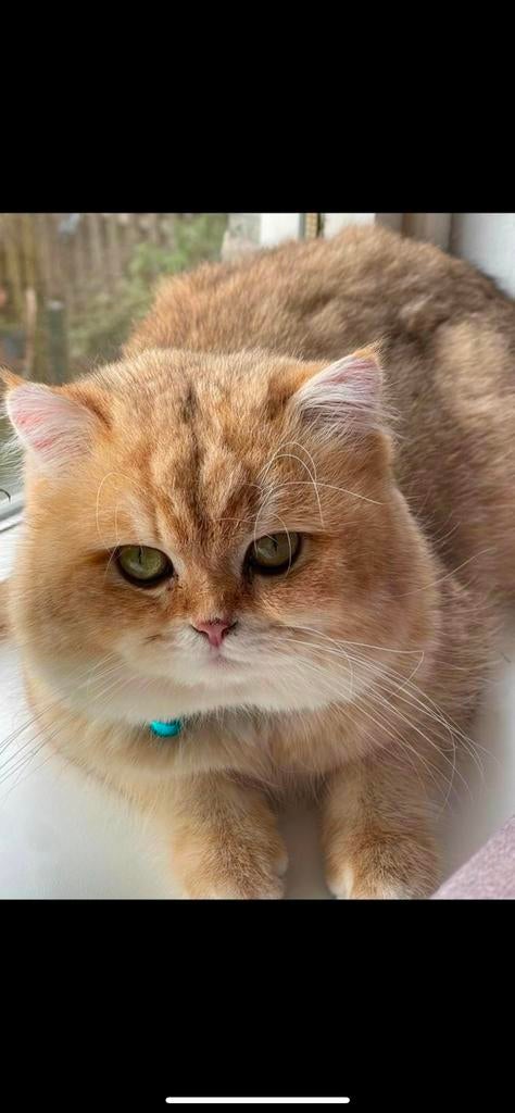 Dekkater briste kort haar met stamboom (NIET TE KOOP), Kater, Met stamboom