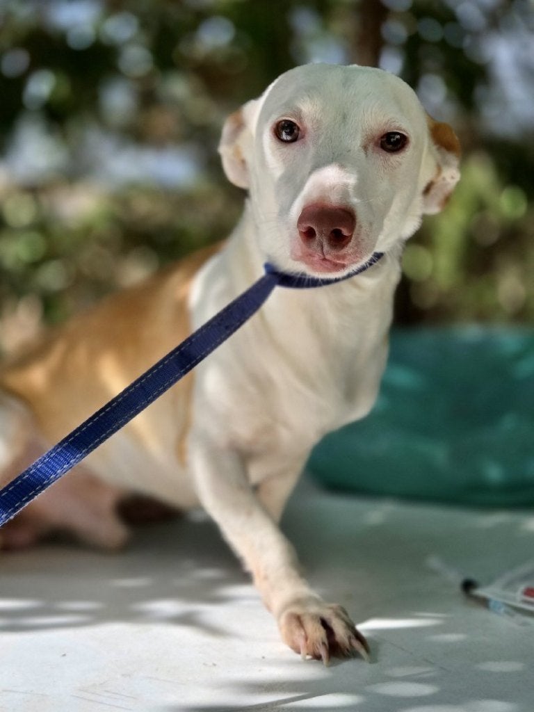 ACE: Maduka is een lief bedeesd hondje, Dieren en Toebehoren, Particulier, Reu, 1 tot 2 jaar, Buitenland