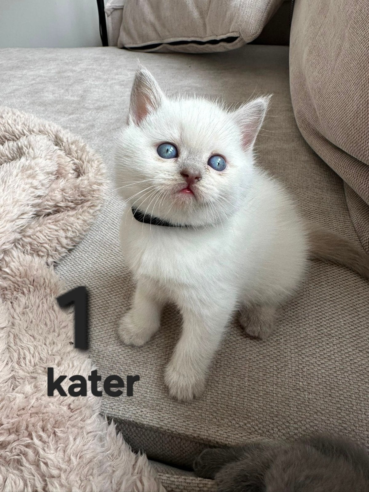 britse korthaar kittens, Meerdere dieren, 0 tot 2 jaar