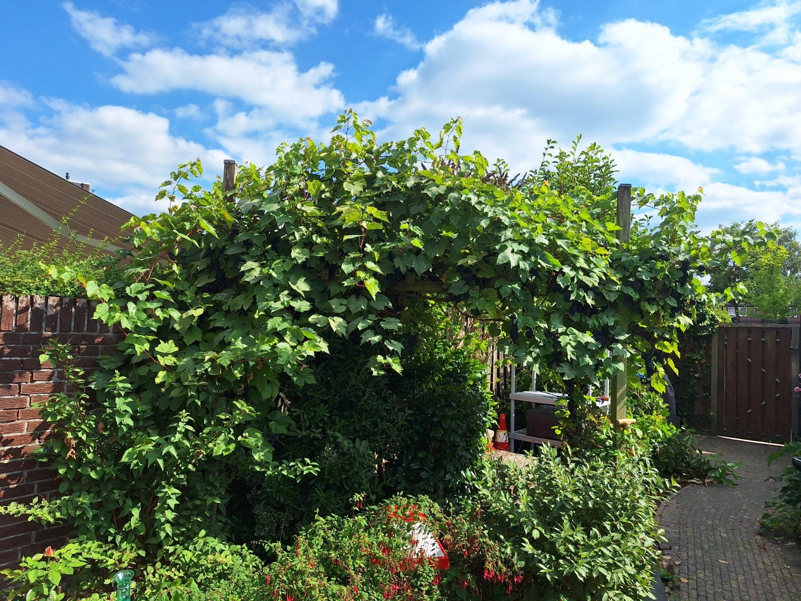 Grote Druivenstruik, Ophalen, Volle zon, Vaste plant, Zomer
