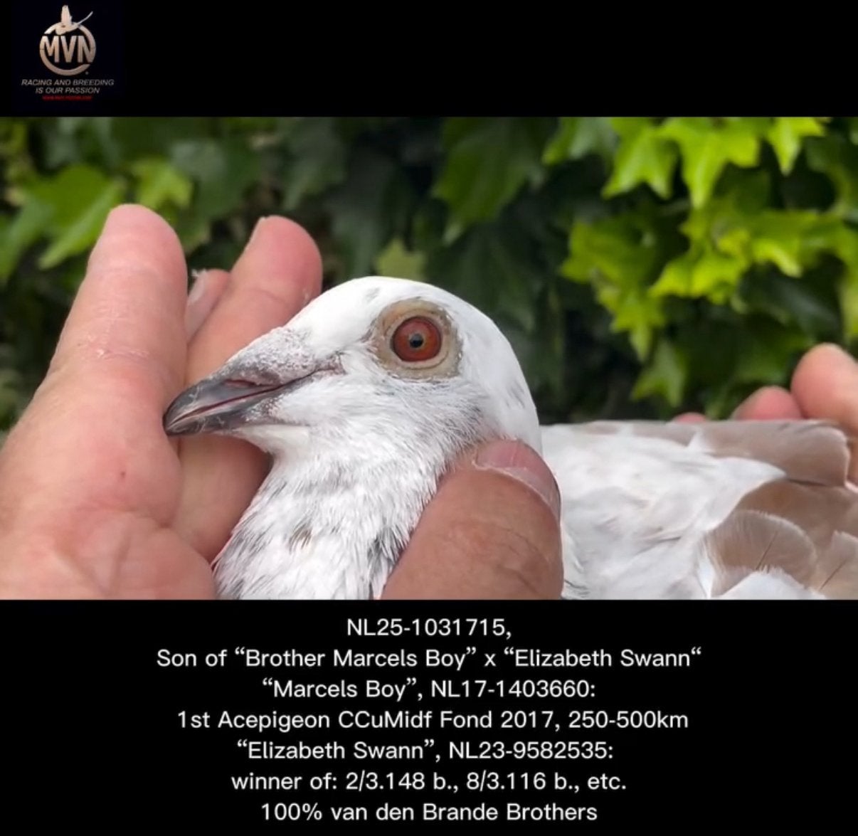 100% van den Brande doffer, Dieren en Toebehoren, Vogels | Duiven, Mannelijk, Postduif