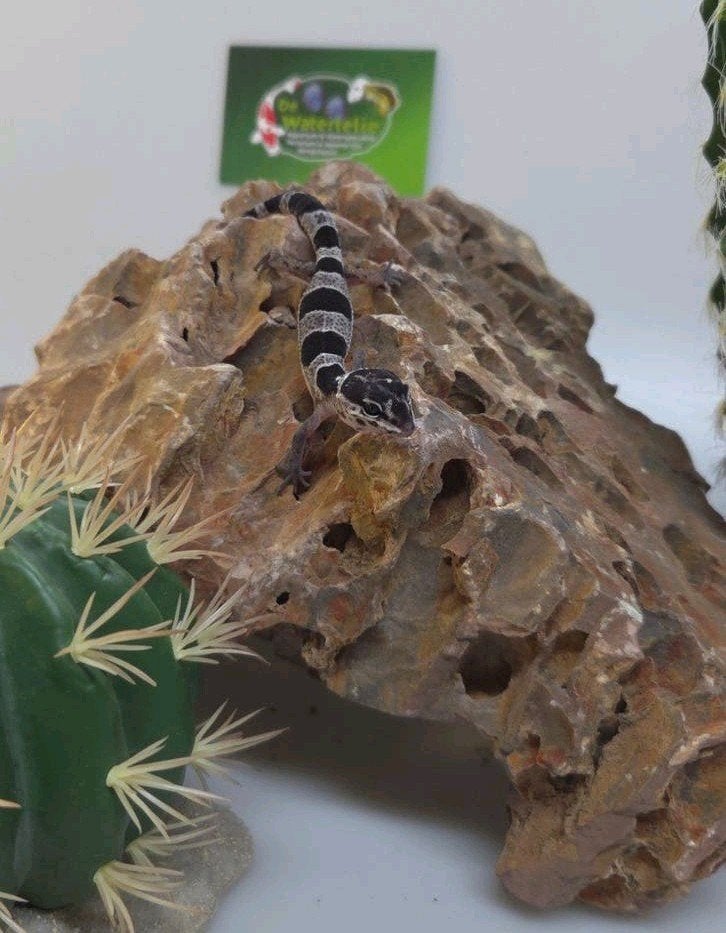 Luipaardgekko Blacknight Leopard Gecko photo 4