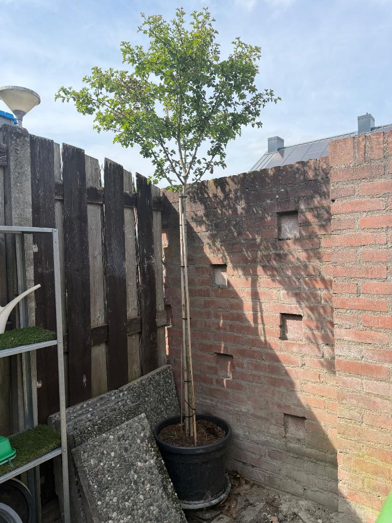 Meidoornboom, Overige soorten, Lente, 100 tot 250 cm, Ophalen