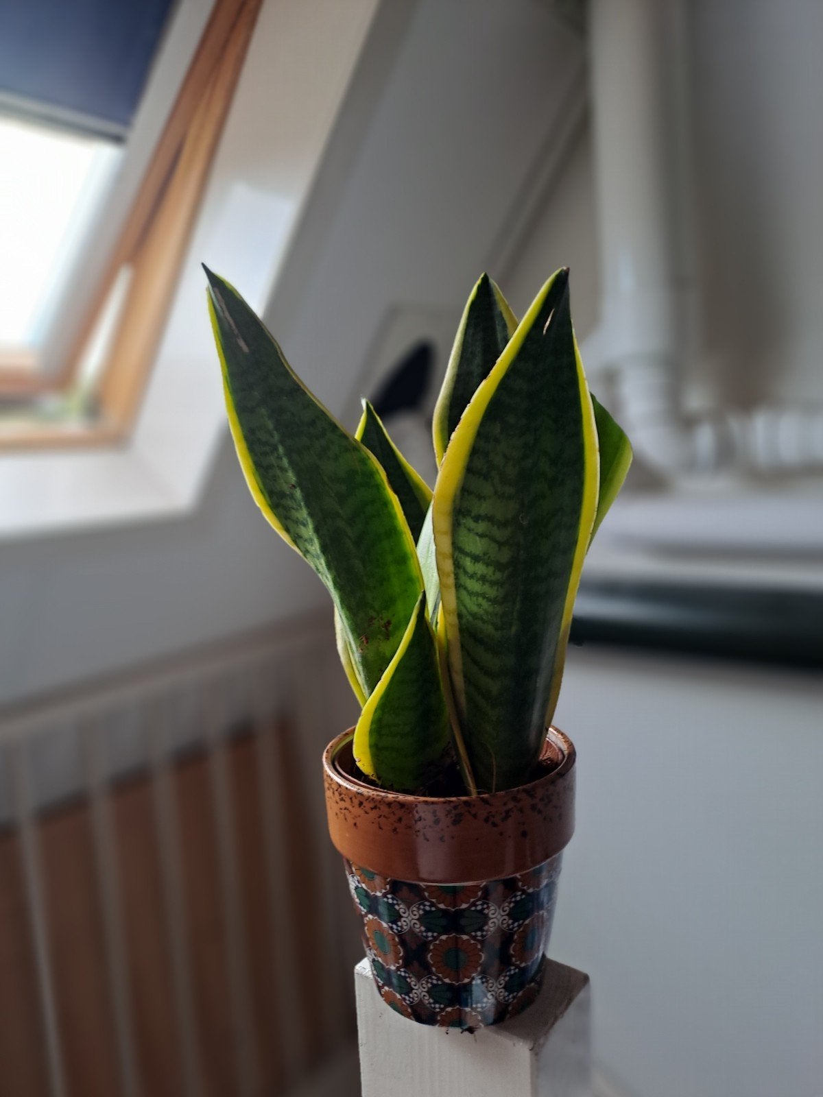 sansevieria - vrouwentong in pot, Huis en Inrichting, Ophalen, Vetplant, Halfschaduw, In pot