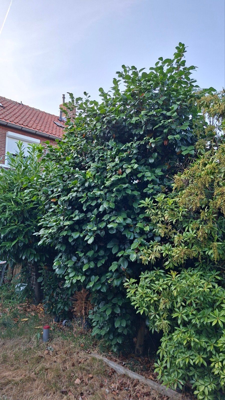 Camellia boom, Ophalen, Overige soorten, 250 tot 400 cm