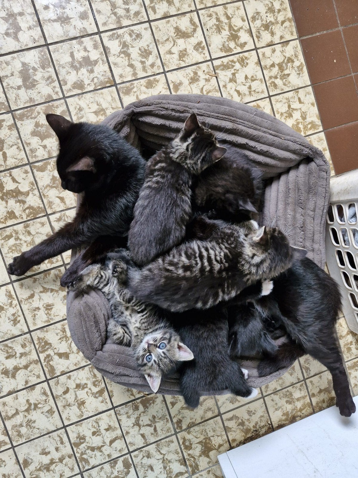 4 lieve kittens, Meerdere dieren, 0 tot 2 jaar