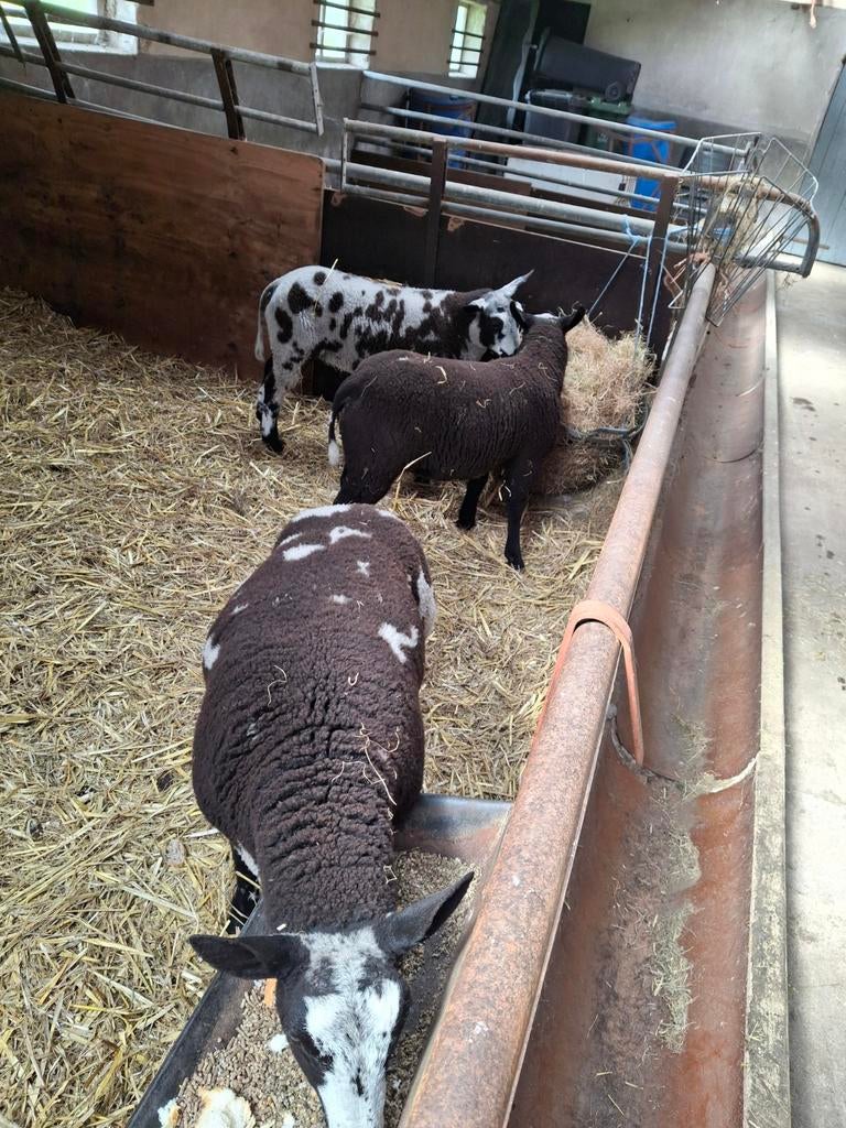 Te koop 3 ram lammeren, Mannelijk, Schaap