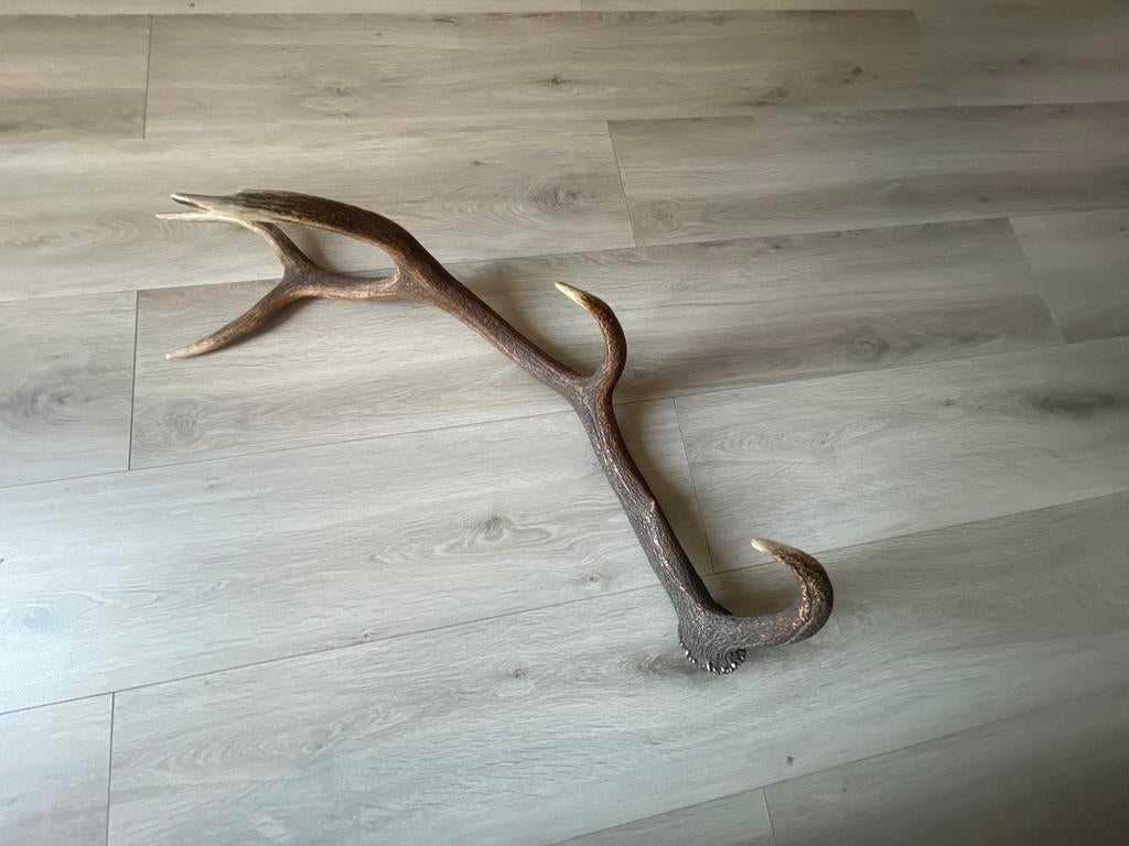Herten Gewei, Amfibie, 0 tot 2 jaar