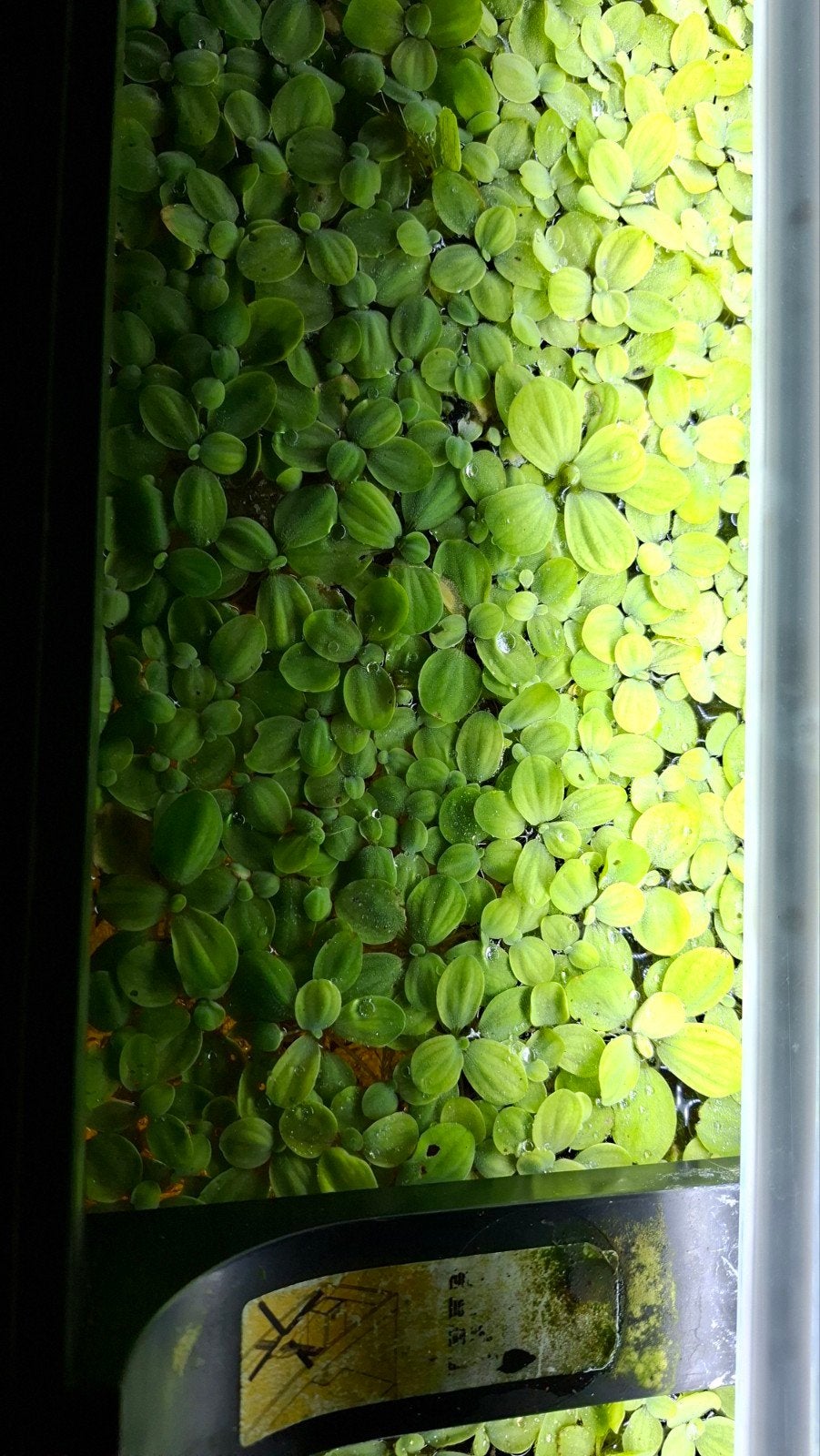 salvinia drijfplanten, Ophalen, Nieuw, Plant(en), Steen of Hout