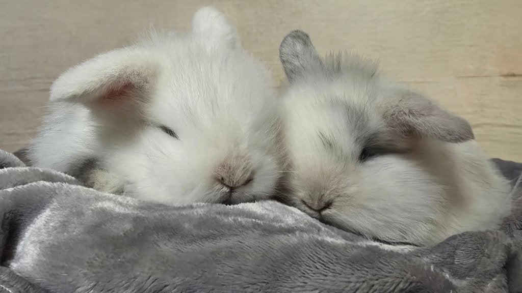 Baby teddy dwergkonijntjes (hangoortjes), Dieren en Toebehoren, Meerdere dieren, Dwerg, Hangoor, 0 tot 2 jaar