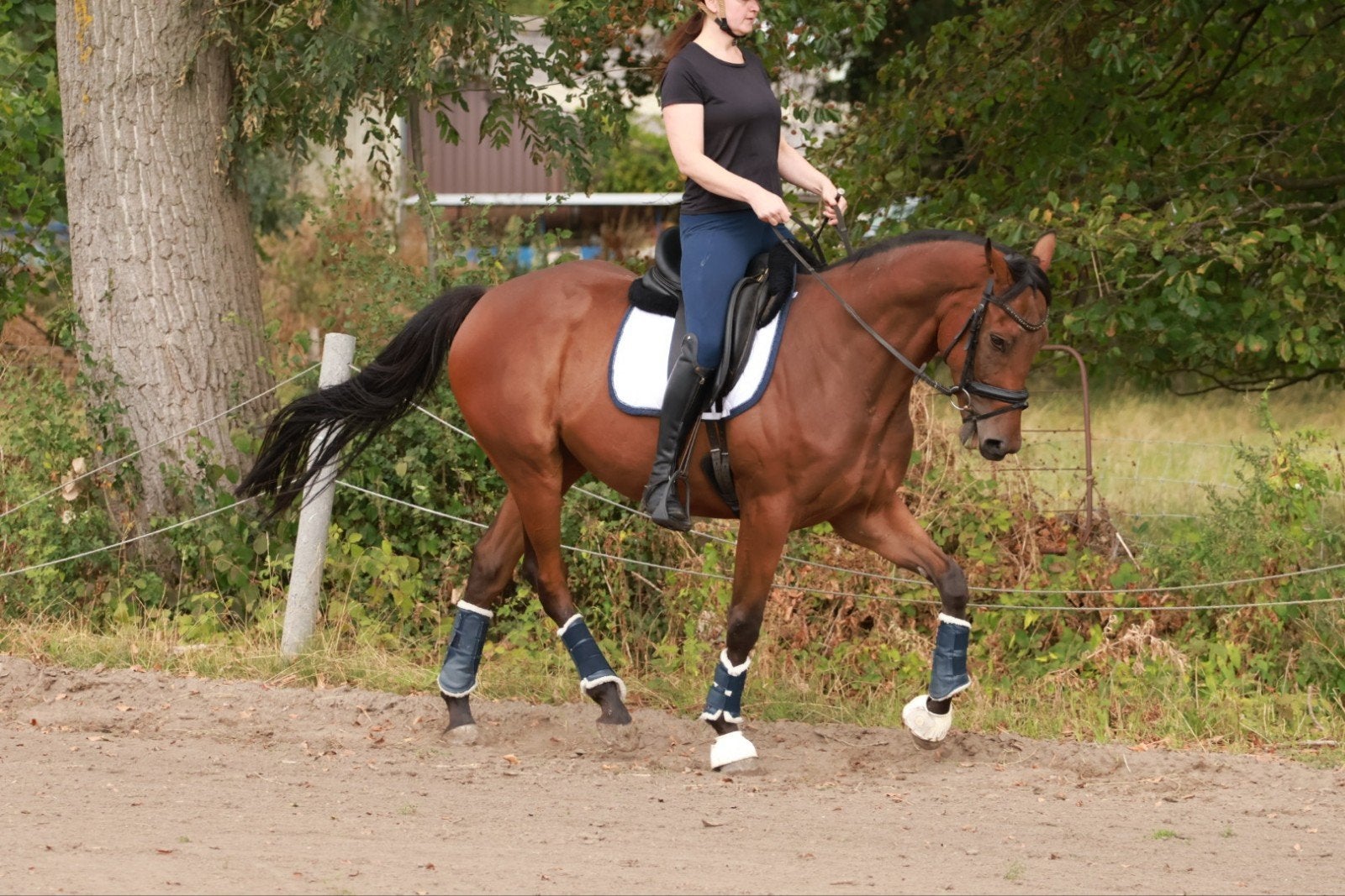 4 jarige ruin, Dieren en Toebehoren, Ruin, 3 tot 6 jaar, 160 tot 165 cm, Recreatiepaard