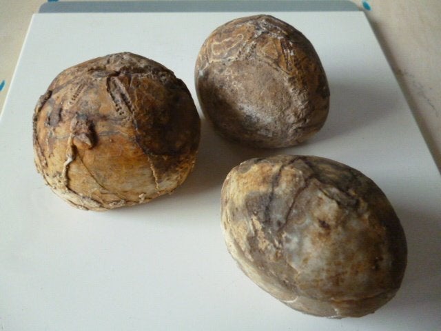 3 Fossielen Zeeegels, Verzamelen, Ophalen of Verzenden, Fossiel