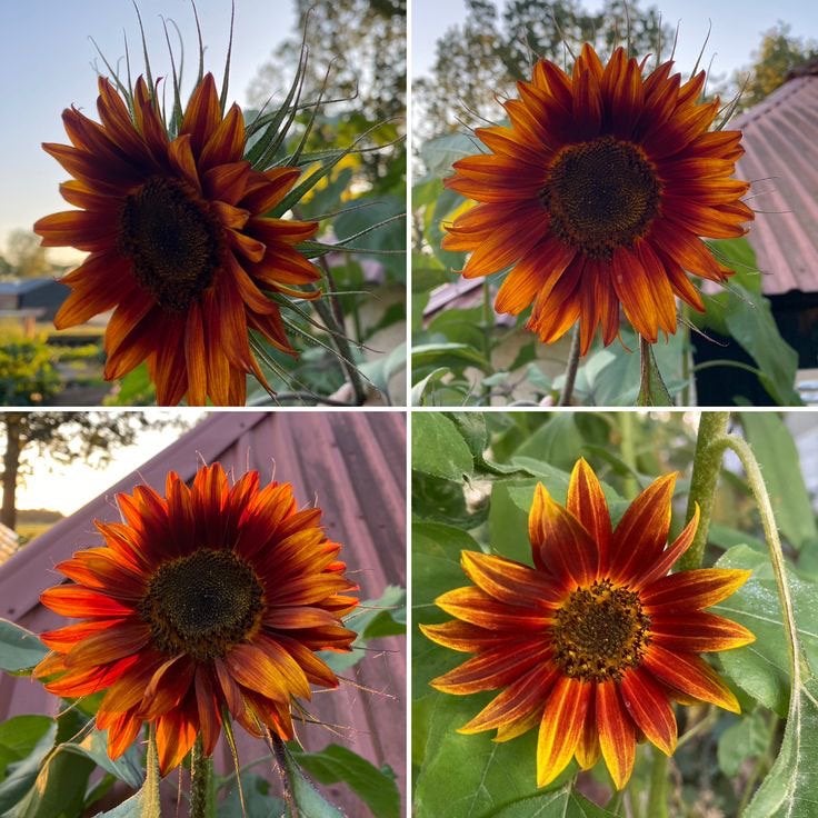 Mix rode zonnebloem zaad, Ophalen of Verzenden, Volle zon
