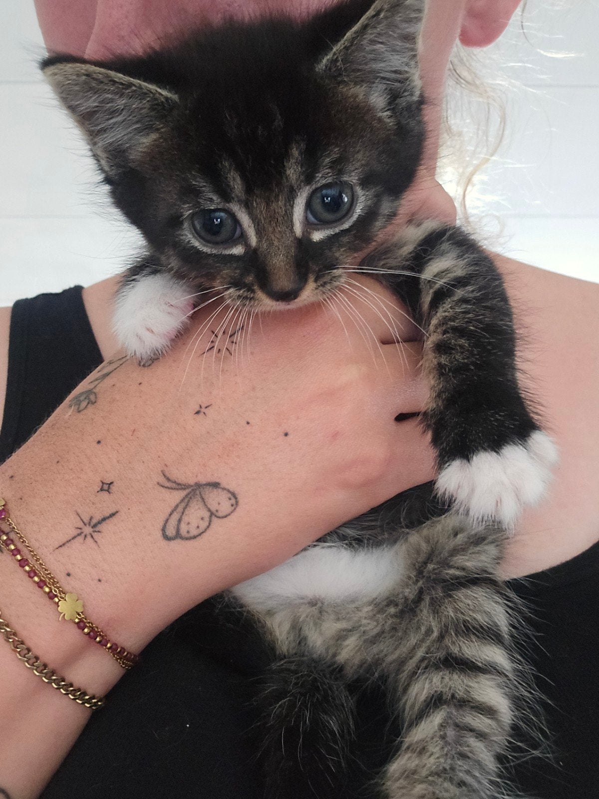 Kittens zoeken goed thuis., Meerdere dieren