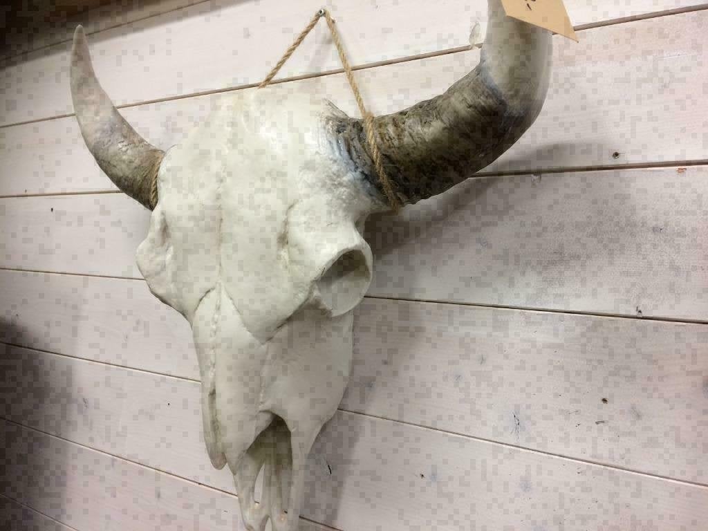 Buffel Skulls met witte of zwarte hoorns ,  Grote aantallen, Ophalen of Verzenden, Nieuw