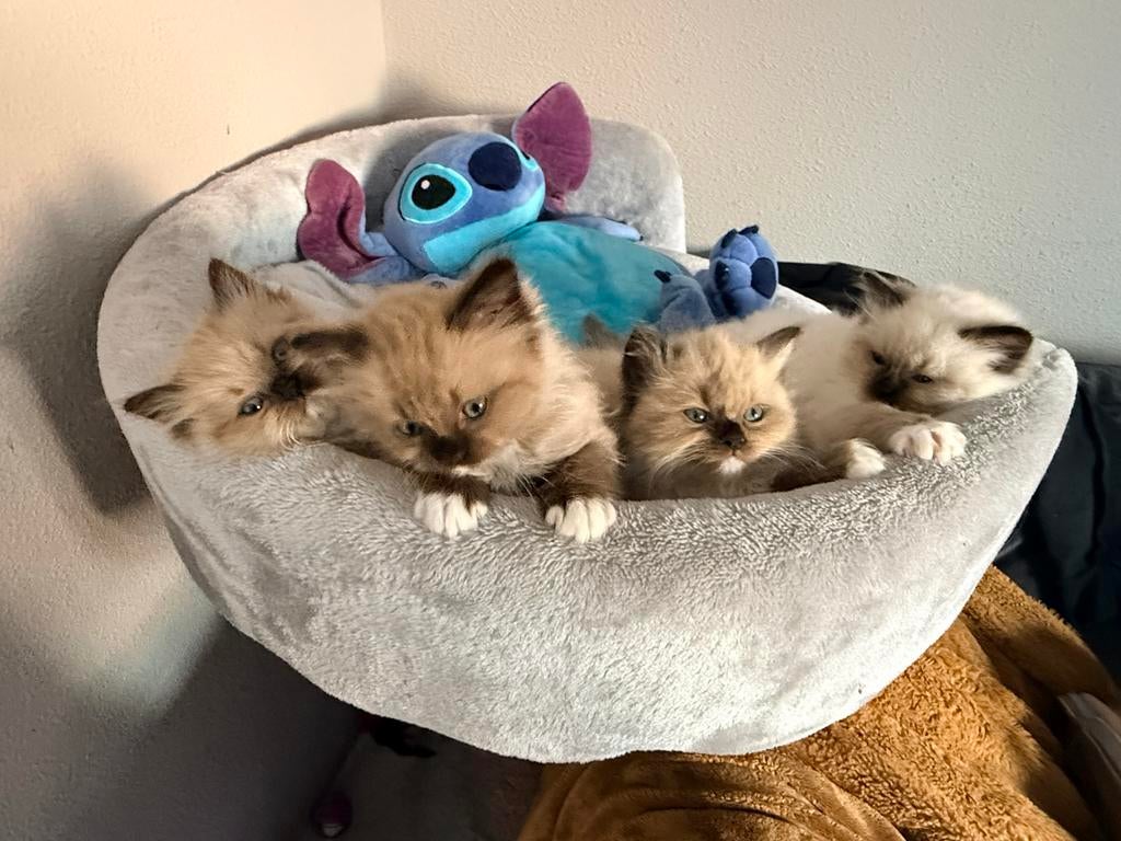 2 laatste ragdoll kittens zoeken gouden mandje ❤️, Dieren en Toebehoren, Poes