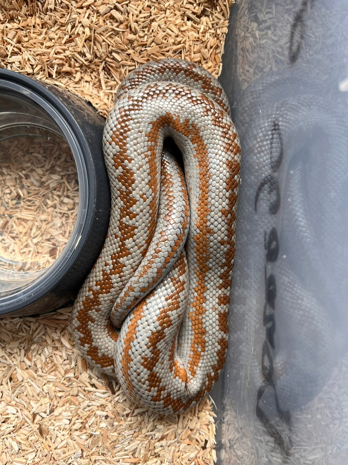 1.1 Lichanura Trivirgata Anza Borrego, Slang, 3 tot 6 jaar