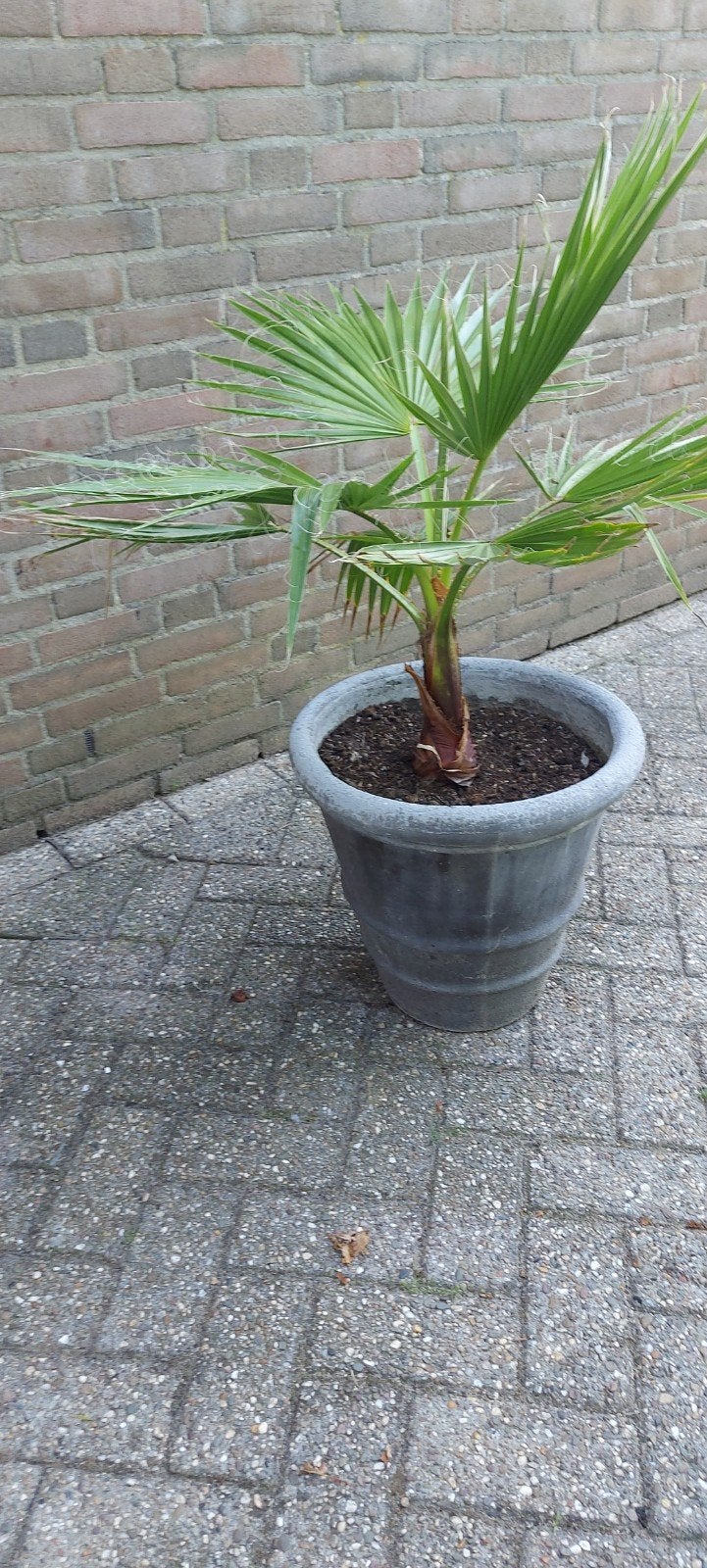 Mexicaanse waaierpalm, Ophalen, Overige soorten, Halfschaduw